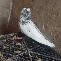 پرنده یبال زرد و دمبی