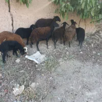 میش بره دار