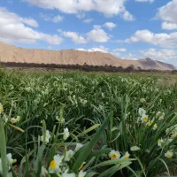 گل نرگس زمین، خشک داخل آب نرفته، زیر قیمت بازار