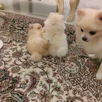 پامر خرسی اصیل|سگ|کرمانشاه, |دیوار