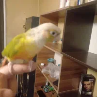 طوطی گرینچیگ نر