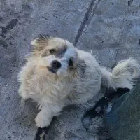 واگذاری ۴ عدد  توله سگ  شیتزو