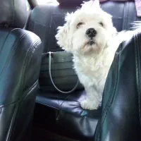 واگذاری سگ تریر یک ساله|سگ|پاکدشت, پاکدشت (مامازند)|دیوار