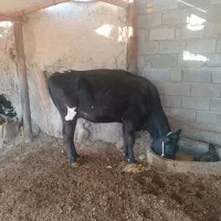 گاو|حیوانات مزرعه|کرمانشاه, |دیوار