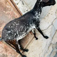 کهره صلاله بز آبستن