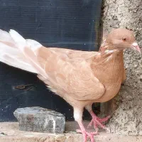 دو عدد کبوتر نر|پرنده|خوانسار, |دیوار