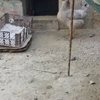 دوتا مرغ طوسی ریشی فروشی.