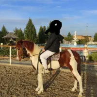 اسب کاسپین ابلغ