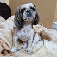 سگ شیتزو|سگ|پرند, فاز ۲|دیوار