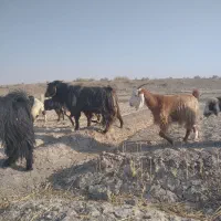 فروش بز|حیوانات مزرعه|شیراز, آبیاری|دیوار