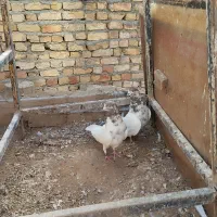 گمشده|پرنده|فرمهین, |دیوار