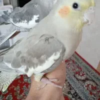 عروس هلندی دستی 3 ماهه