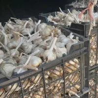 سیر|خوردنی و آشامیدنی|تویسرکان, |دیوار