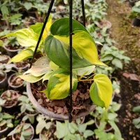 گل اسکاندیس