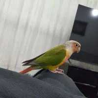 طوطی