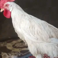 خروس سرحال جوان