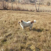 واگذاری سگ۸ماهه