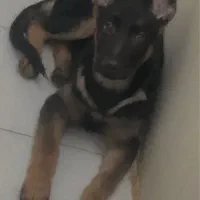 ژرمن شپرد شولاین اصیل گوش ۱۱ ۳ ماهه شناسنامه دار