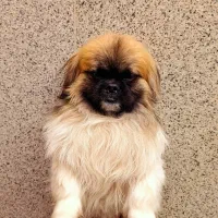 پیکنیز صورت میمونی نر خوشگل