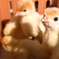 جوجه بوقلمون گوشتی بیوتی۶|حیوانات مزرعه|تنکابن, |دیوار