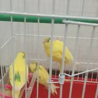 ۳عدد مرغ عشق جوجه  دونه این ۴۵۰تومان