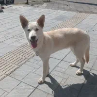 توله ژرمن هاسکی