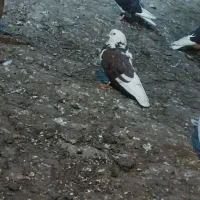 ۸‌تا کبوتر|پرنده|تیکمه داش, |دیوار