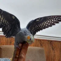 پرنده عروس هلندی گم شده