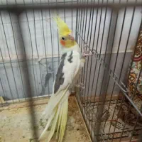 ماده عروس هلندی|پرنده|فشاپویه, |دیوار