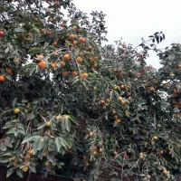 خرمالو درشت و شیرین و تازه آبدار|خوردنی و آشامیدنی|رامیان, |دیوار