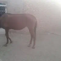 مادیان عرب ایرانی همراه کره مادیان