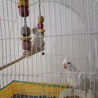 عروس هلندی با مرغ عشق هلندی