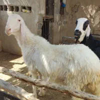 باسلام گوسفند نجدی (عوصی)