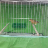 بزرگترین مجموعه پرندگان آوازخوان همه مست|پرنده|بهبهان, |دیوار