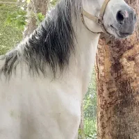 اسب نریان سرودمگیر سواری دار