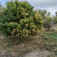 باغ ۲۰ هکتاری سندتکبرگ پروانه چاه ششدانگ