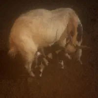 یک عدد بز زاییده دو قلو|حیوانات مزرعه|سبزوار, قصبه غربی|دیوار