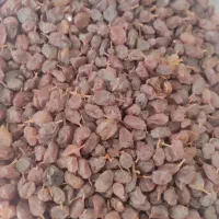 کشمش آفتابی بی دانه