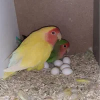 دو جفت طوطی کوتوله برزیلی