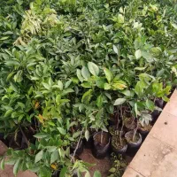 انواع نهال گیلاس بادام هلو و کبوده و ...