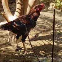 مرغ کرچ . کدوکی پکارن|حیوانات مزرعه|ایرانشهر, |دیوار