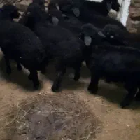 ده راس بره نر