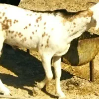 گیسه کوچک و نری فهل