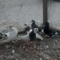 پرنده.کبوتر|پرنده|شاهین‌شهر, شهرک هشت بهشت|دیوار