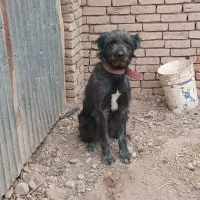 قدرجانی|سگ|قزوین, |دیوار