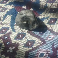 سنگ|جواهرات|سرخس, |دیوار