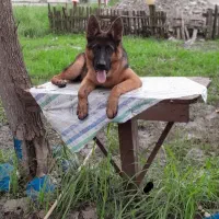 ژرمن.نر۶ماه.ماده ۹ماه|سگ|سنگر, |دیوار