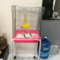 قفس عروس هلندی|لوازم جانبی حیوانات|تهران, خاک سفید|دیوار