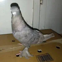 کبوتر