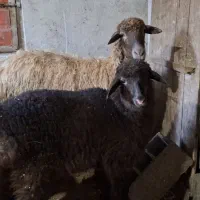 گوسفند با بره|حیوانات مزرعه|چمستان, |دیوار